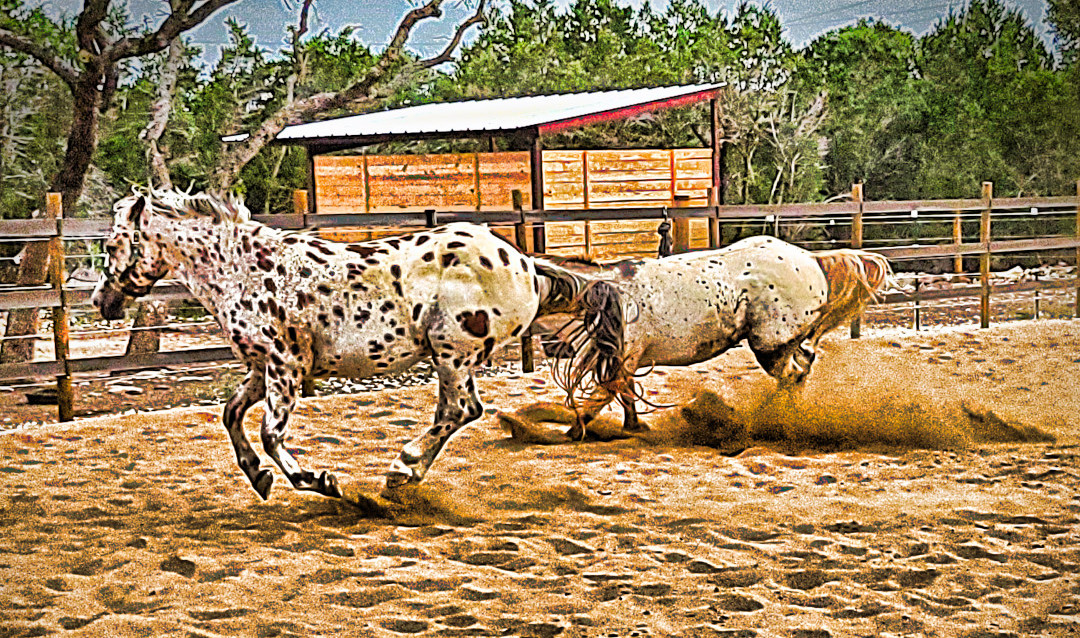 Ponies Playing