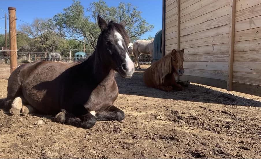 Ponies Resting